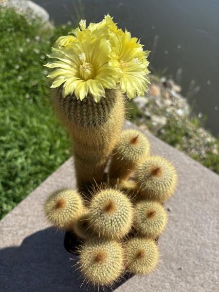 Notocactus leninghausii